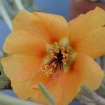 Portulaca suffrutescens Flower