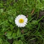 Bellis annuaFloro