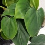 Philodendron hederaceum Φύλλο