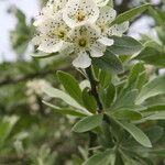 Pyrus elaeagrifolia Blodyn