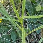 Senecio madagascariensis Levél