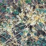 Cuscuta campestris Flower