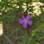 Dianthus graniticus Blüte