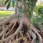 Ficus altissima Corteccia