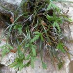 Asplenium seelosii Агульны выгляд