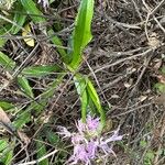 Orchis italica Fuelha