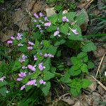 Lamium purpureum Хабит