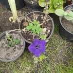 Ipomoea capillacea Leaf