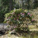 Rhododendron kesangiae Yeri