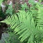 Athyrium filix-femina List