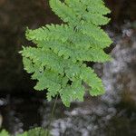 Dryopteris expansa Leaf