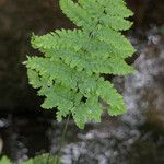 Dryopteris expansa Lehti