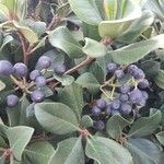 Aronia melanocarpa Frukt