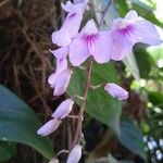 Ionopsis utricularioides Bleunienn