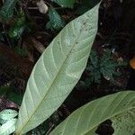 Annona ambotay Leaf