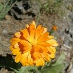 Calendula officinalisFlower