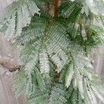 Albizia adianthifolia Liść