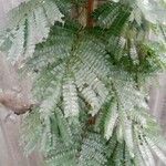 Albizia adianthifolia Delienn