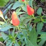 Capsicum frutescens Плід