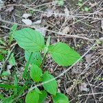 Cornus rugosa Blatt