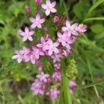 Centaurium erythraeaFlower