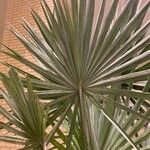 Washingtonia robusta葉