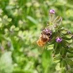 Salvia verbenaca Õis