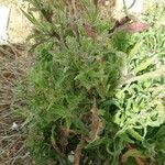 Dittrichia graveolens 整株植物