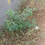 Crotalaria pallida Hábito