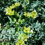 Ruta chalepensis Flor