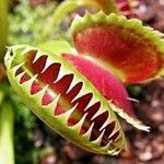 Dionaea muscipula Folla