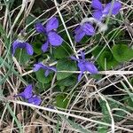 Viola odorata Leaf