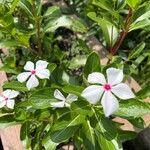 Catharanthus coriaceus 花