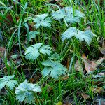 Ranunculus acris Foglia