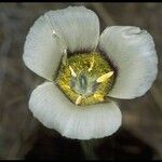 Calochortus gunnisonii Λουλούδι