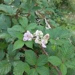 Rubus discolor برگ