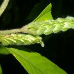 Justicia refractifolia Hoja