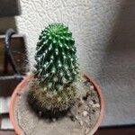 Rebutia minuscula Leaf