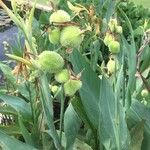 Canna glauca Fruit