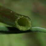 Trifolium resupinatum Bark