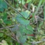 Draba muralis Leaf