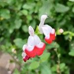 Salvia microphylla Žiedas