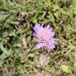 Knautia arvensisBlomst