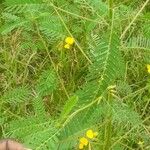 Sesbania herbacea Leaf