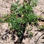 Cyclospermum leptophyllum Habit