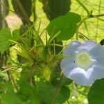 Ipomoea hederacea ফুল