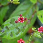 Persicaria chinensis Flor