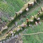 Ceiba aesculifolia Casca