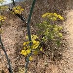 Foeniculum vulgareFlower