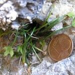 Asplenium seelosii Hábito